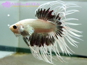 크라운 스페샬 / Betta Crown tail Special &quot;Platinum White WineRed&quot; (CS1006A) 