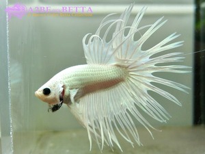 크라운 스페샬 / Betta Crown tail Special &quot;Platinum White&quot; (CSPW1006A) 