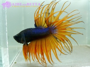 크라운 스페샬 / Betta Crown tail Special &quot;Imperial Blue Orange&quot; (CS1006C) 