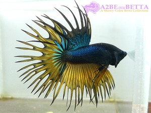 크라운 스페샬 / Betta Crown tail Special &quot;Mustard&quot; Devil (CS1006F) 