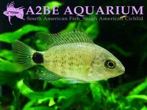 비에자 마큐리카우다 / Paraneetroplus maculicauda [Blackbelt cichlid] (4cm전후) 