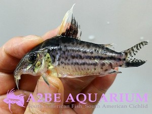 코리도라스 로버스터스 / Corydoras robustus wild (特大 size!) [A2BE 3월 특가상품] 