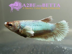 빅이어 플라캇 암컷 / Betta Big Ear Plakat FEMALE/ E