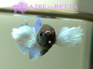 빅이어 플라캇 암컷 / Betta Big Ear Plakat FEMALE/ J