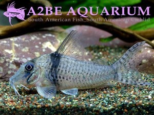 코리도라스 파스타젠시스 / Corydoras pastazensis wild 