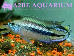 아피스토그라마 아가시지 &quot;테페 무톤지뇨&quot; / Apistogramma agassizii &quot;Tefe Muttonzinho&quot; F1 (한쌍) [신년기획 50%세일] 