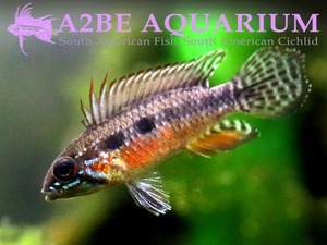 아피스토그라마 엘리자베세 &quot;리오 네그로&quot; 레드 / Apistogramma elizabethae &quot;Rio Negro Red&quot; wild (한쌍) [국내 첫입하종]