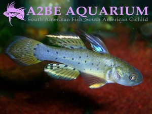 나이트고비 (Knight gody) / Stigmatogobius sadanundio wild (5-6cm) 