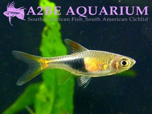 라스보라 헤테로몰파 /  rasbora Heteromorpha (10마리) 