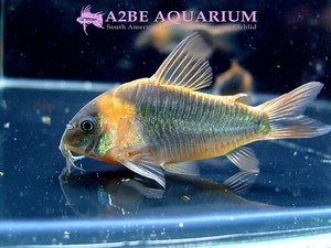 야생수입 축양완료] 코리도라스 슈퍼 에쿠스 / Corydoras super eques wild [성어급][5마리]