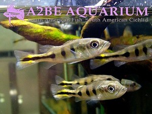 씨클라 sp 테멘시스 (Cichla sp Temensis wild) 5-6cm