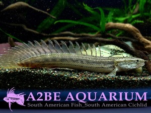 대박할인] 50%세일 폴립테루스 라프라디 / Polypterus lapradei (6~7cm전후) 