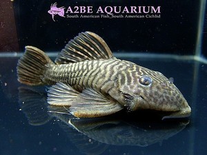 L56 파란시스트러스 아우란티쿠스 &quot;곰돌이&quot;(Parancistrus aurantiacus)