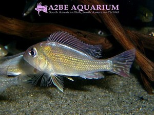 게오파구스 프록시머스 Geophagus PROXIMUS wild