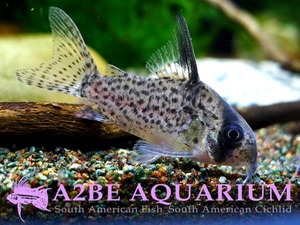 코리도라스 카네이 야생 / Corydoras kanei &quot;Black Fin&quot;wild 