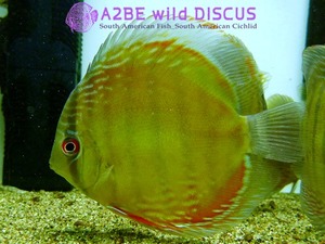 야생 디스커스 블루 / Discus wild BLUE (12-13cm) 