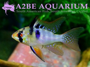 독일람 블루폼 (체코산) / Mikrogeophagus ramirezi German Blue [Czech Breed] 한쌍