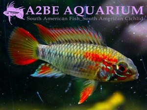 아피스토그라마 막마스테리 레드 / Apistogramma Macmasteri Red (한쌍) 