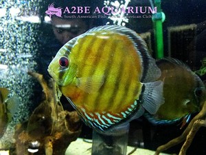 야생 디스커스 &quot;투쿠루이&quot; Discus wild TUCURUI (New Location)