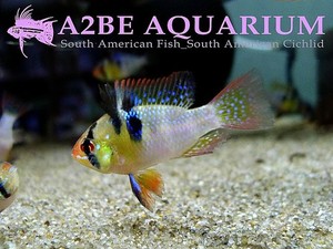 독일람 (오리지날 블루폼) Mikrogeophagus Ramirezi BLUE FROM 유어급