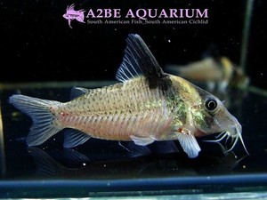 코리도라스 에핍파이퍼 / Corydoras ephippifer wild (4.5-6cm급)