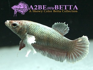 빅이어 플라캇 암컷 / Betta Big Ear Plakat FEMALE (0731_Fe_C)