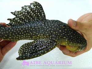 L26 바리안시 니베아투스 Baryancistrus niveatus wild 25cm up [현금가격] 