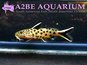 대박할인] 1+1 페트리콜라 / Synodontis Petricola (3cm급)