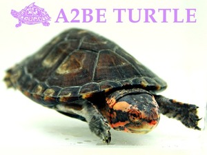 레드칙 머드 터틀 / Red cheeked Mud turtle