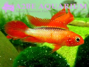 아피스토그라마 아가시지 슈퍼 화이어레드 / Apistogramma agassizii &quot;Super Fire Red&quot; [Type-A] (한쌍) 