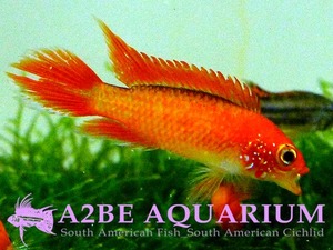 아피스토그라마 아가시지 슈퍼 화이어레드 / Apistogramma agassizii &quot;Super Fire Red&quot; [Type-B] (한쌍) 