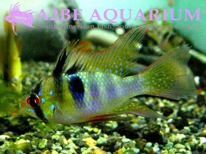 라미레지 롱핀 / Microgeophagus Ramirezi Longfins 