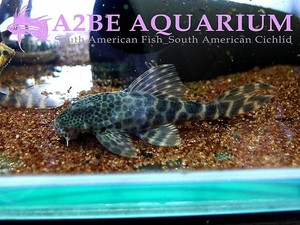 안시스토머스 헤드 스팟 L147a Ancistomus sp HEAD SPOT (8cm up)