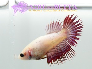 크라운 암컷 / Betta Crown FEMALE (1026_FC_C)