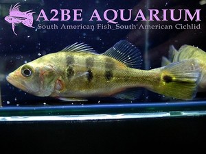 씨클라 모노쿨러스 Cichla monoculus var. CROSS 11-13cm급