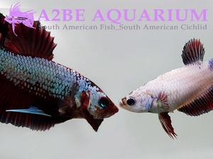 인터피쉬 베타 스페셜 _G  / Inter Fish Betta Special _G (한쌍)