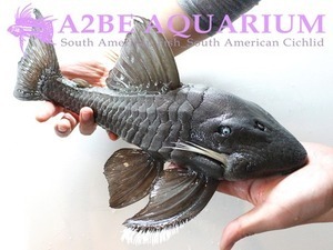 블루아이 파나크 / Panaque cochliodon &quot;Blue Eyed Pleco&quot; wild [35cm up]  