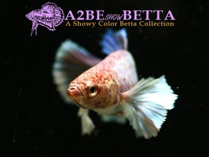 빅이어 플라캇 암컷 / Betta Big Ear Plakat FEMALE (0102_SBE_F_E) 