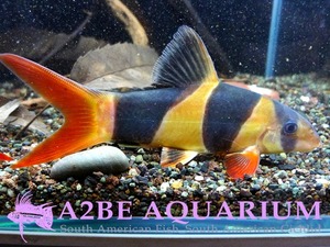 크라운 로치 / Botia macracantha (Clown loach) 5cm전후/ 10마리 [특가세일]