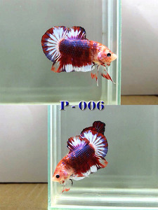 &quot;HERO BETTA&quot; (1월27일수입/현지사진) HERO_P_006_HMPK