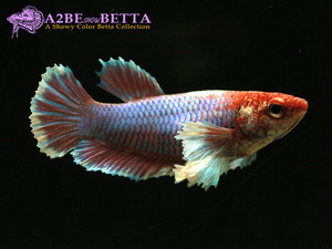 빅이어 플라캇 암컷 / Betta Big Ear Plakat FEMALE / (0130_BE_F_F)