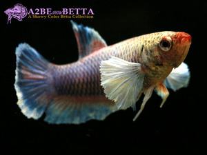 빅이어 플라캇 암컷 / Betta Big Ear Plakat FEMALE / (0130_BE_F_G)