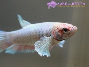 빅이어 플라캇 암컷 / Betta Big Ear Plakat FEMALE / (0215_BE_F_D) 