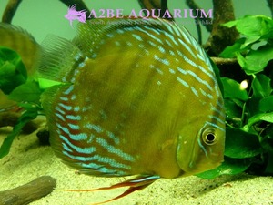 DISCUS wild &quot;NHAMUNDA MARACAN&quot; 15cm up