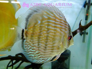 DISCUS wild &quot;NHAMUNDA MARACAN&quot; 12cm