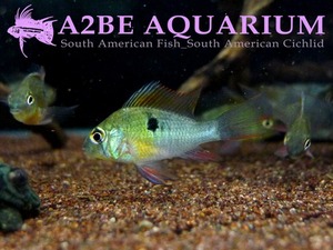 볼리비아 람미레지 (Papiliochromis altisponosa)