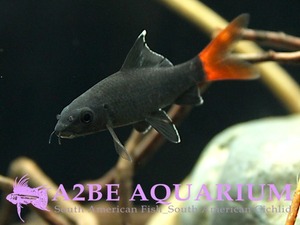 블랙샤크 레드테일 / Epalzeorhynchus bicolor (2마리) 