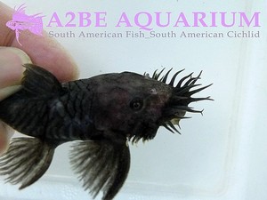 L34 &quot;메두사 플레코&quot; / Ancistrus ranunculus &quot;Medusa Pleco&quot; wild [5.5-8cm전후] 