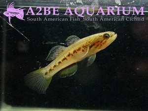 Mogurnda adspersa 퍼플스팟 고비(Purple-spotted gudgeon)