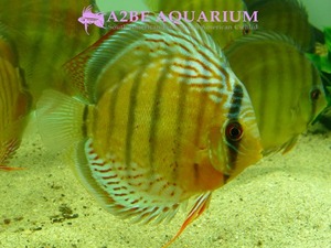 Discus wild &quot;LAGO Solomon&quot; (14-15cm) Best selection